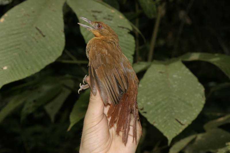 Brown-rumped Foliage-gleaner