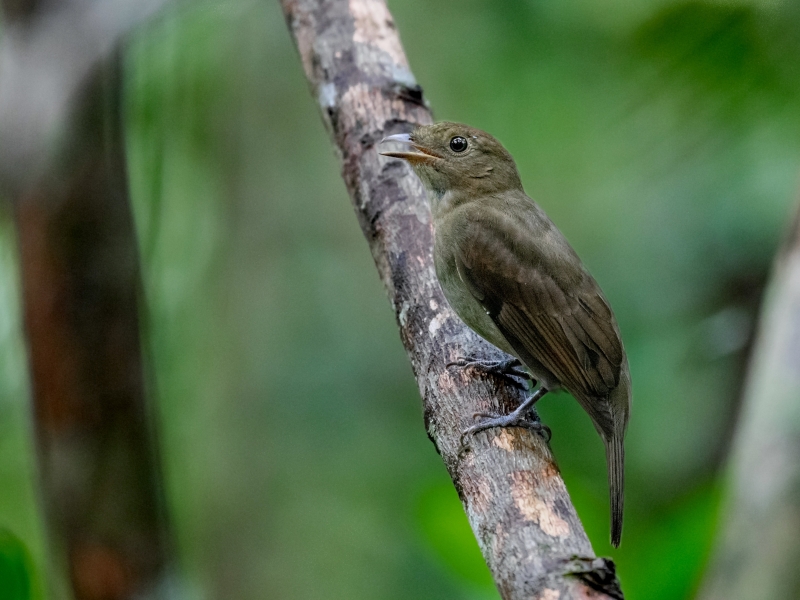 Brown-winged Schiffornis