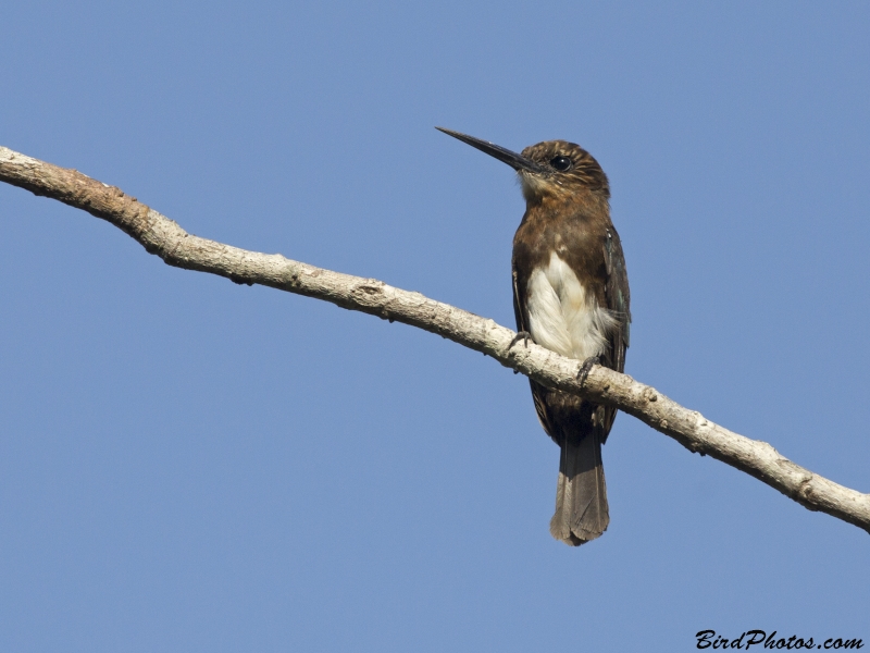 Brown Jacamar