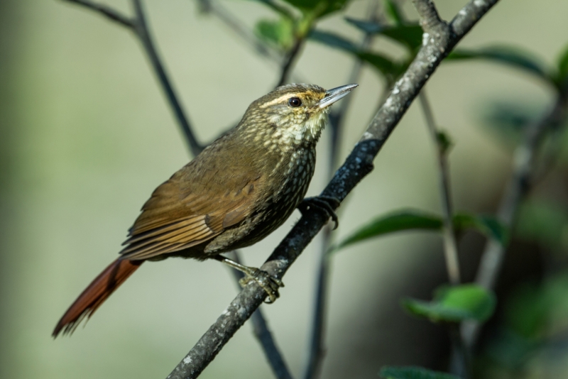 Buff-browed Foliage-gleaner