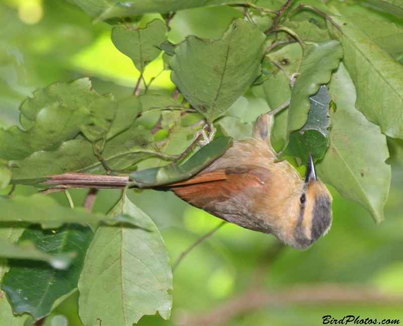 Buff-fronted Foliage-gleaner