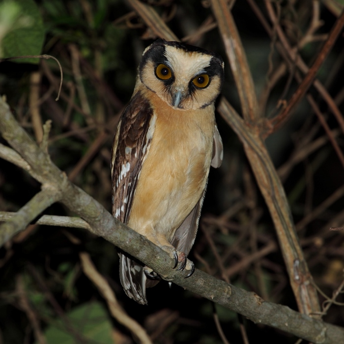 Buff-fronted Owl