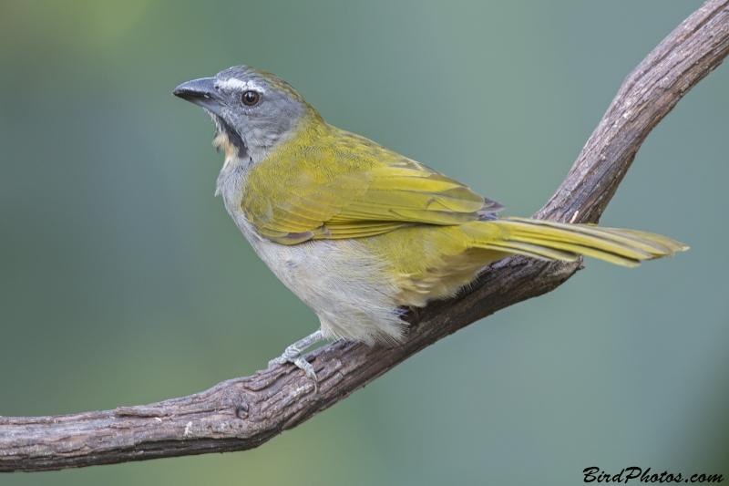 Buff-throated Saltator