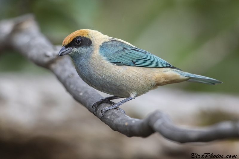 Burnished-buff Tanager