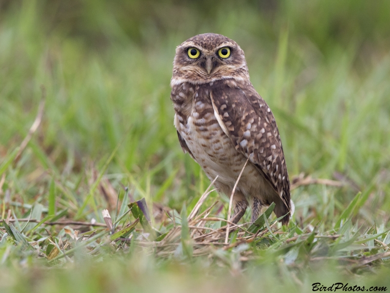 Burrowing Owl