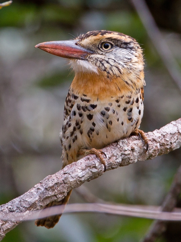 Caatinga Puffbird