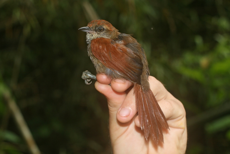 Cabanis's Spinetail