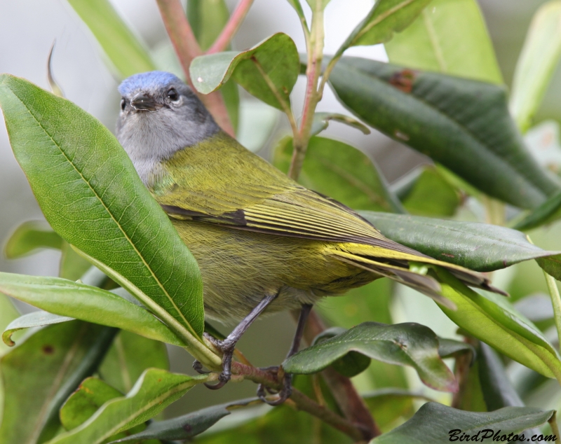 Capped Conebill