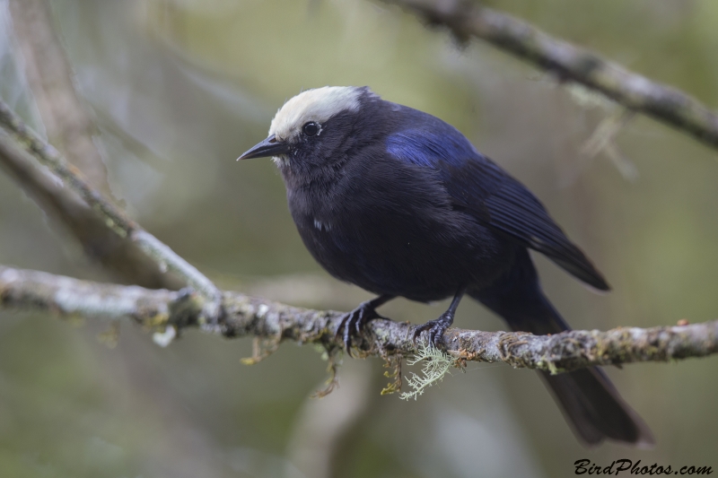 Capped Conebill