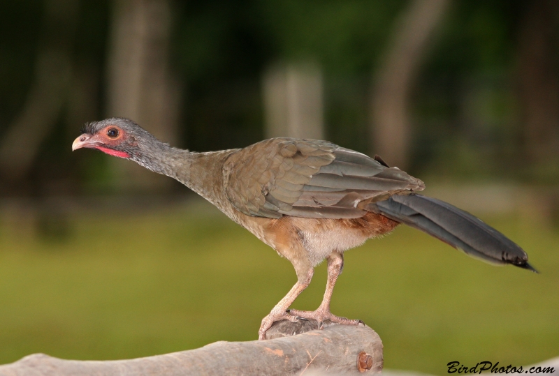 Chaco Chachalaca