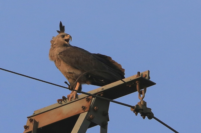 Chaco Eagle