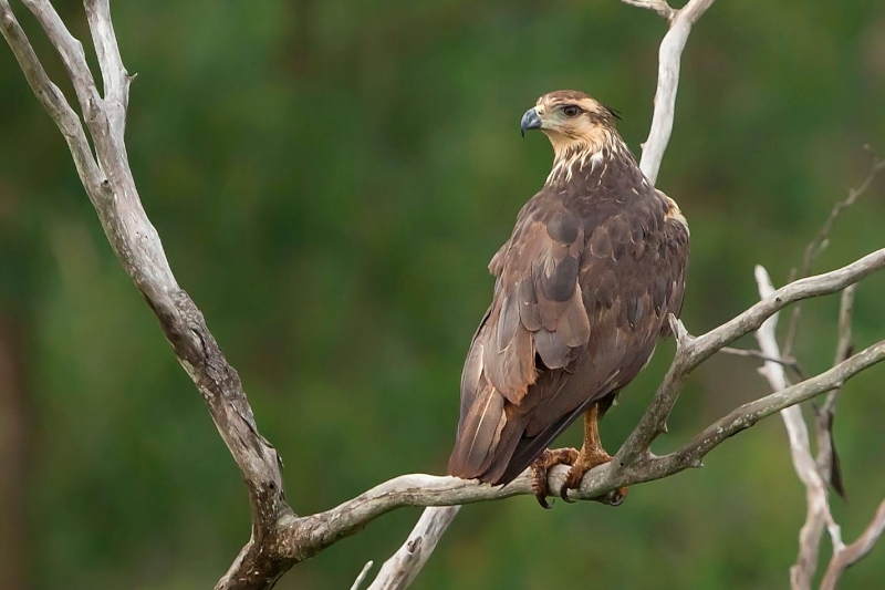 Chaco Eagle