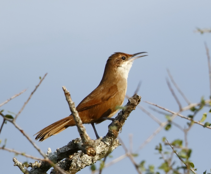 Chaco Earthcreeper