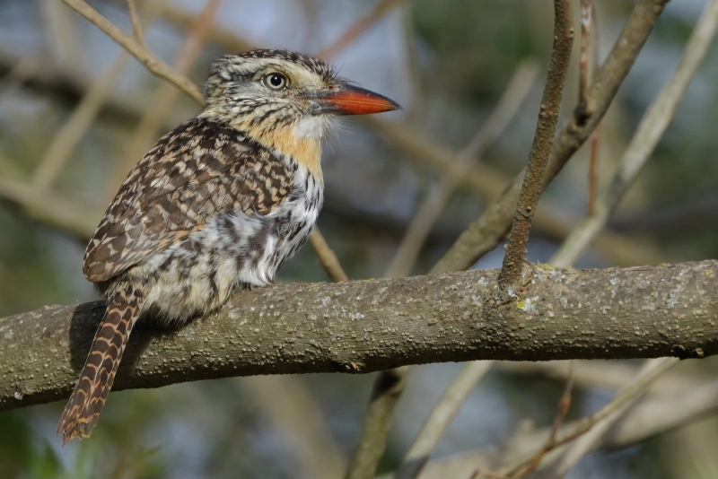 Chaco Puffbird