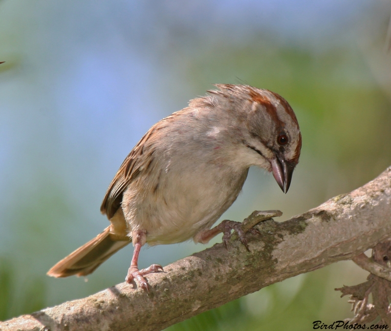 Chaco Sparrow