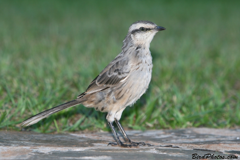 Chalk-browed Mockingbird