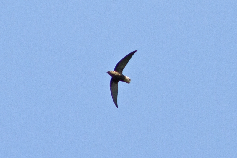 Chapman's Swift