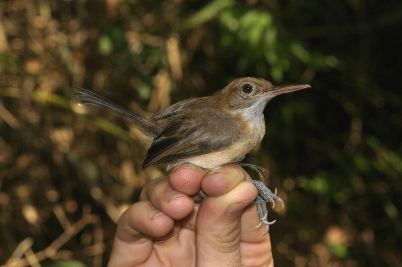 Chattering Gnatwren