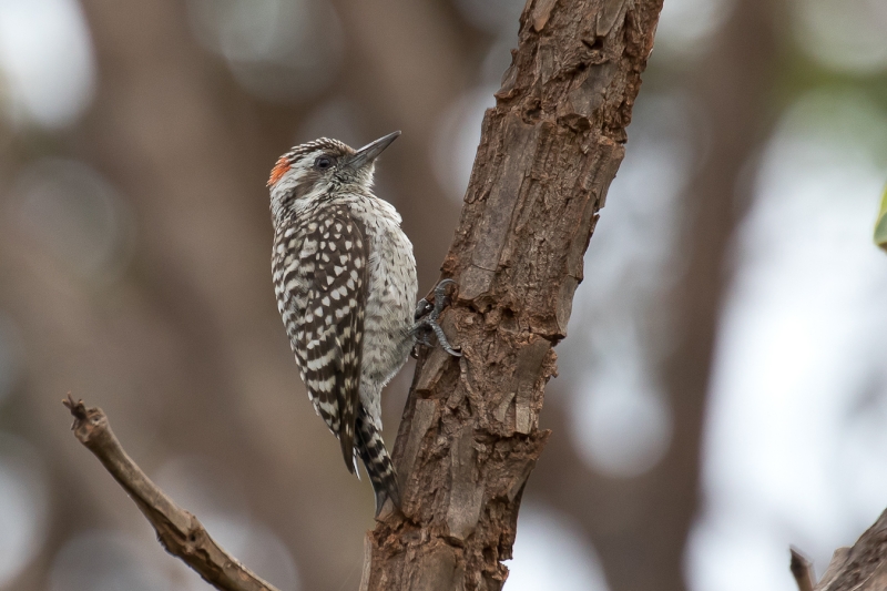 Checkered Woodpecker