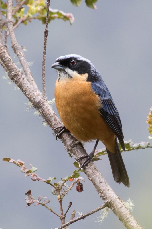 Chestnut-bellied Mountain Tanager