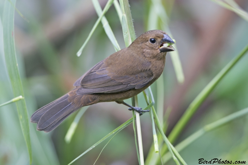 Chestnut-bellied Seed Finch