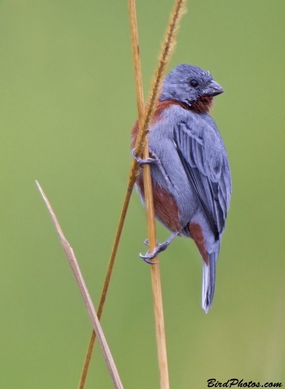 Chestnut-bellied Seedeater