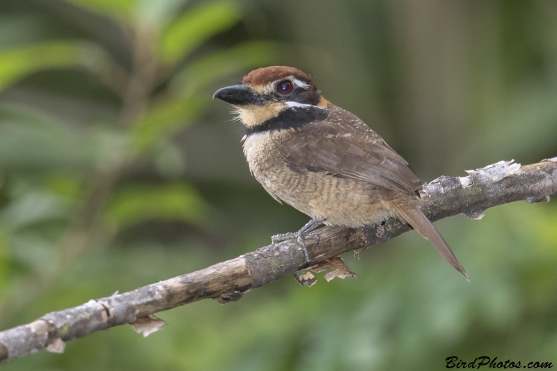 Chestnut-capped Puffbird