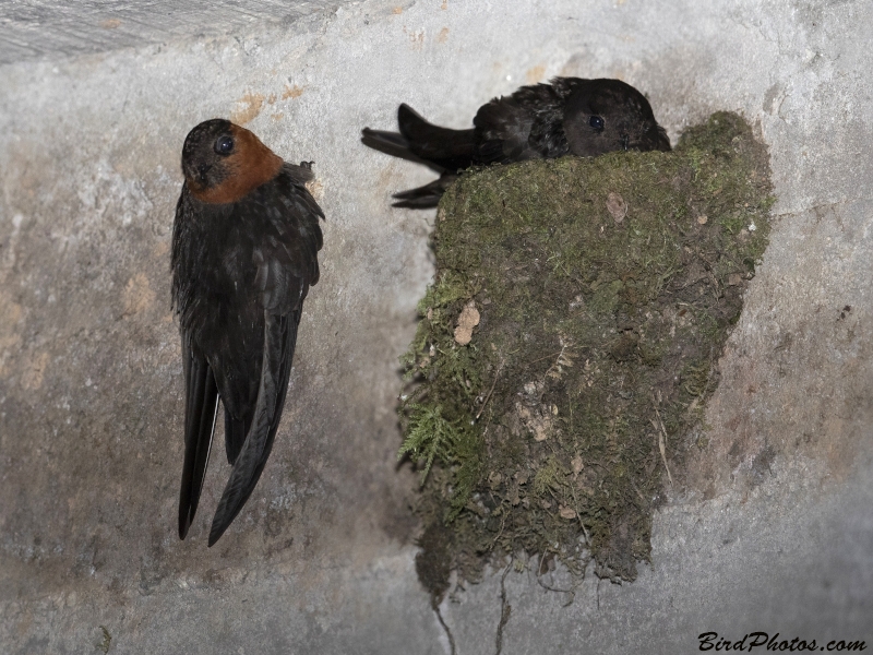 Chestnut-collared Swift