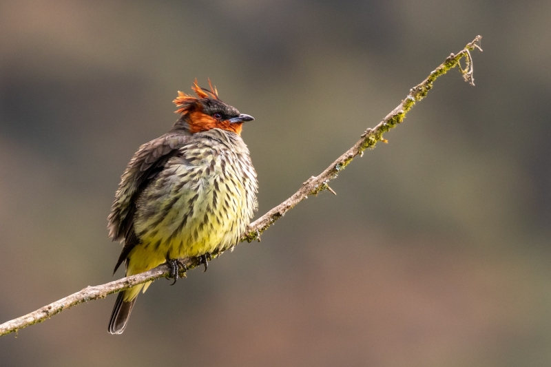 Chestnut-crested Cotinga