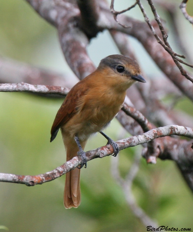 Chestnut-crowned Becard