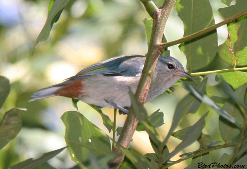 Chestnut-vented Conebill