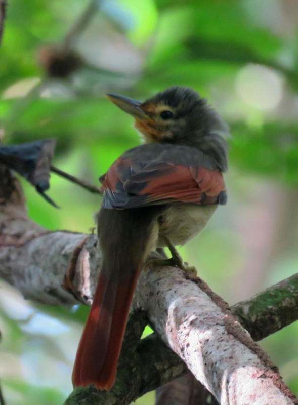 Chestnut-winged Foliage-gleaner