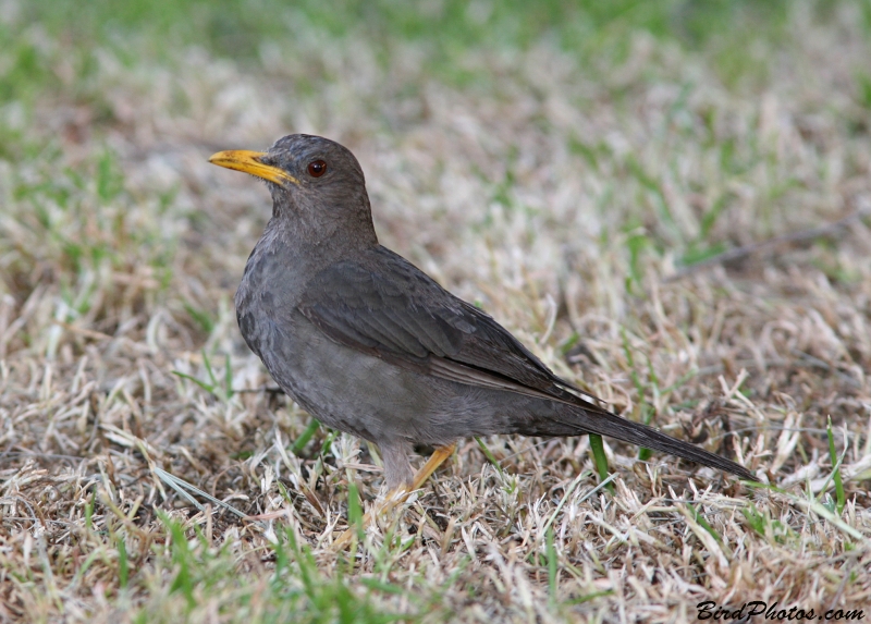 Chiguanco Thrush