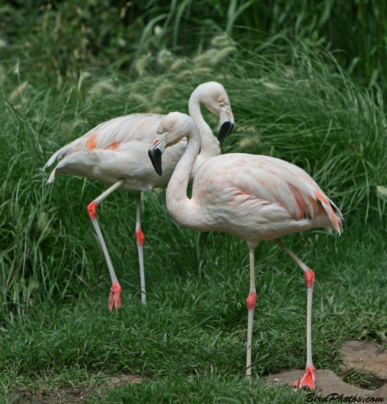 Chilean Flamingo