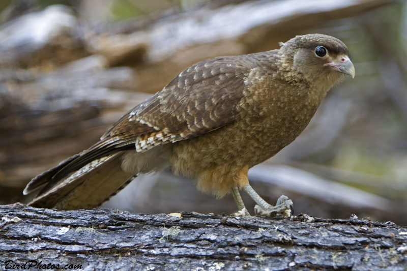 Chimango Caracara