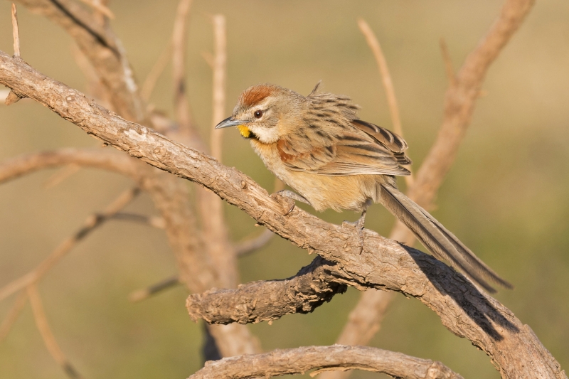 Chotoy Spinetail