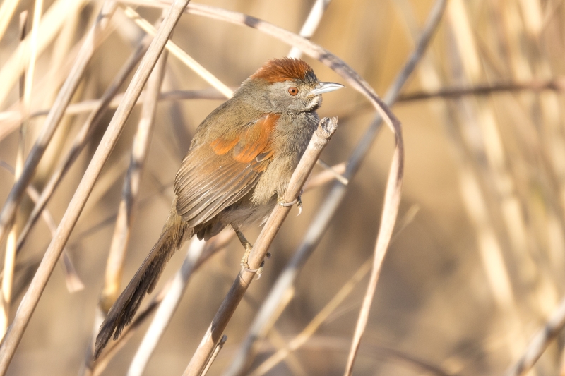 Cinereous-breasted Spinetail