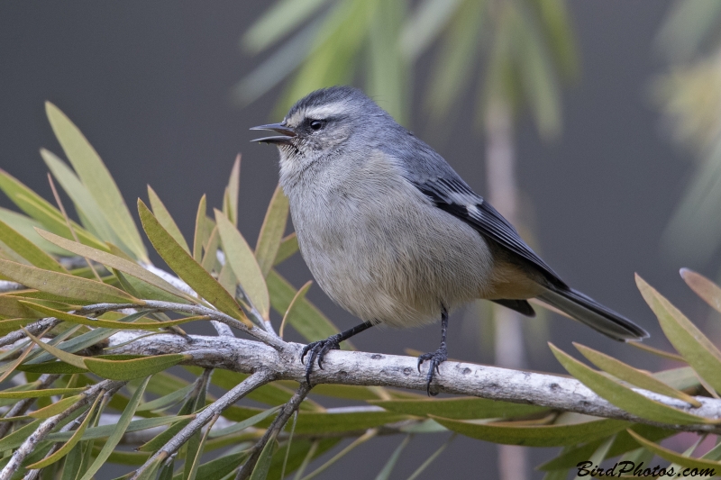 Cinereous Conebill