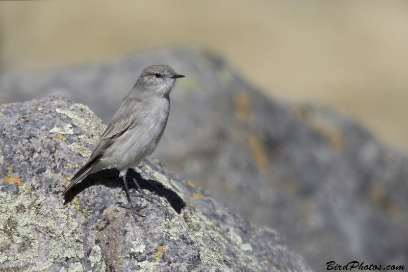 Cinereous Ground Tyrant