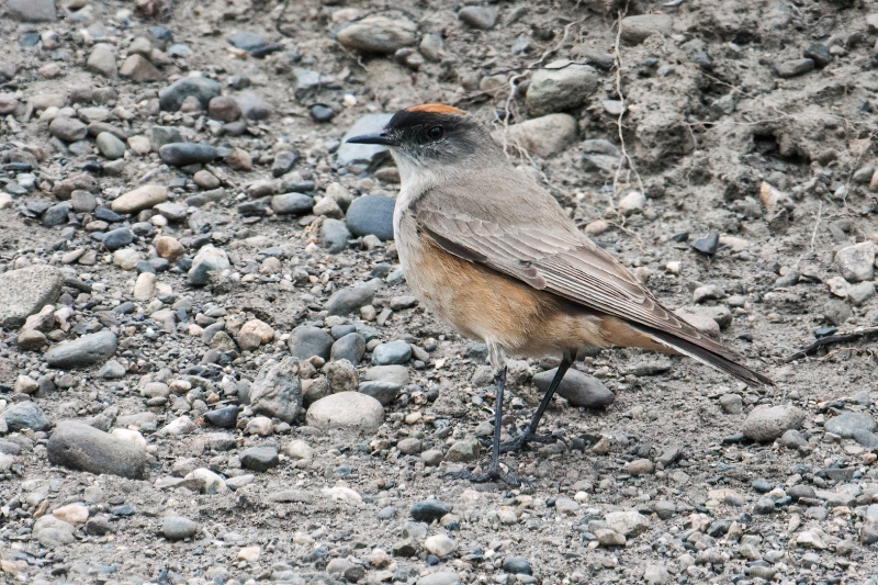 Cinnamon-bellied Ground Tyrant