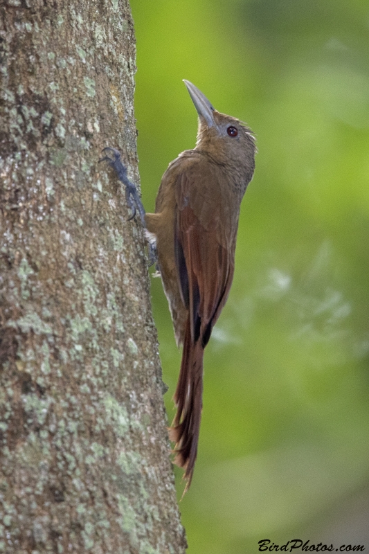 Cinnamon-throated Woodcreeper