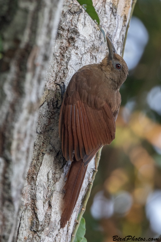 Cinnamon-throated Woodcreeper