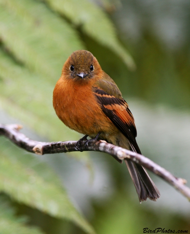 Cinnamon Flycatcher