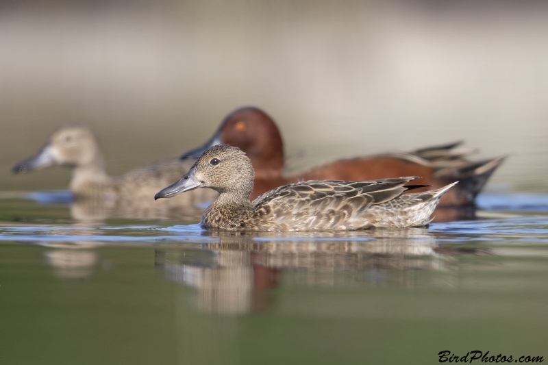 Cinnamon Teal