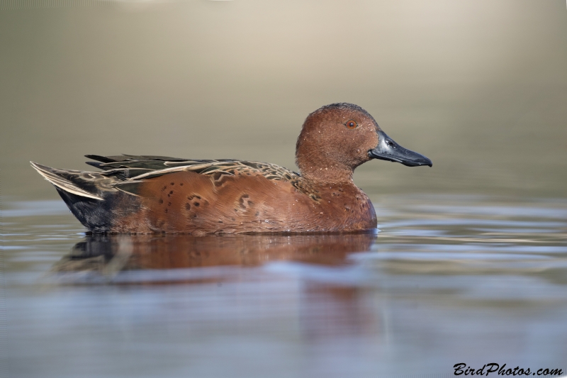 Cinnamon Teal