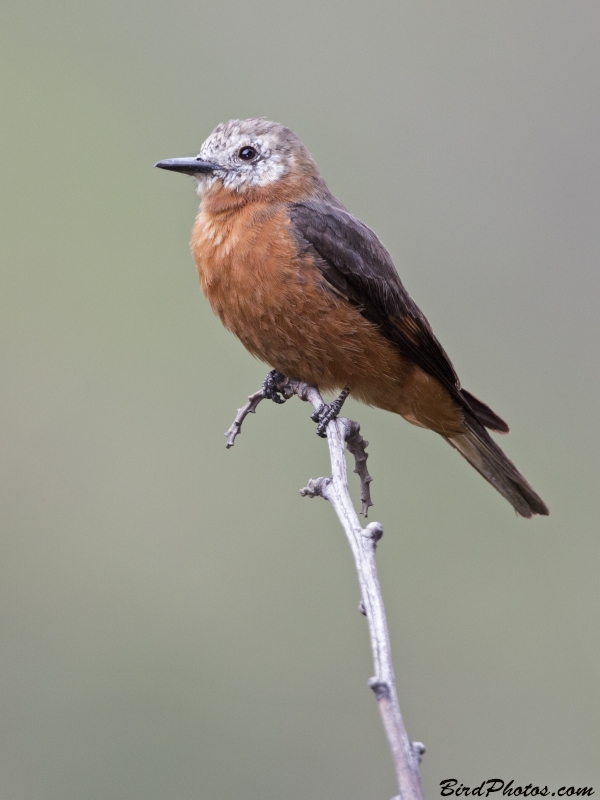 Cliff Flycatcher