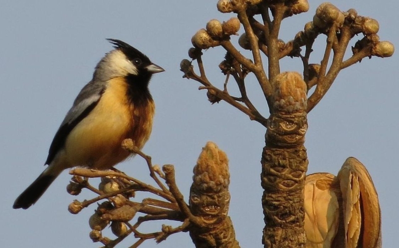 Coal-crested Finch