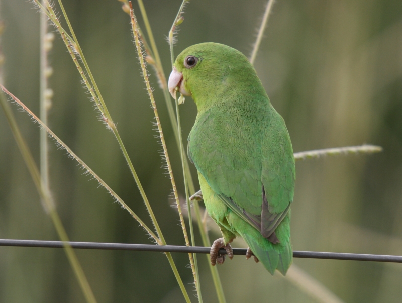 Cobalt-rumped Parrotlet