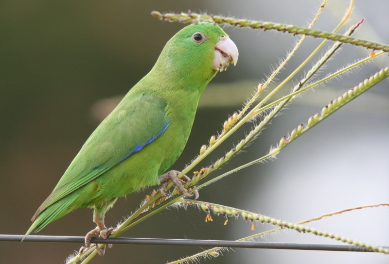 Cobalt-rumped Parrotlet