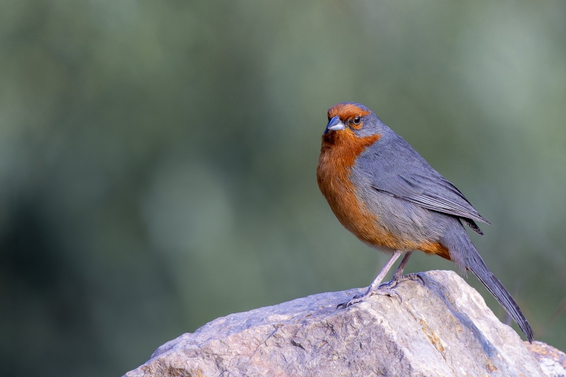 Cochabamba Mountain Finch